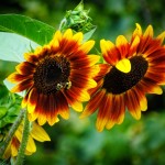 Sunny Sunflowers