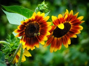 Sunny Sunflowers