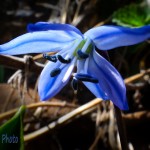 Siberian Squill