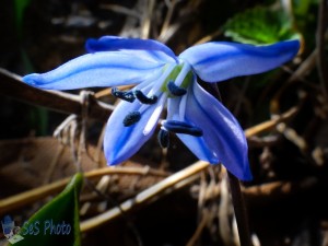 Siberian Squill