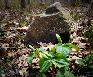 Great White Trillium No More