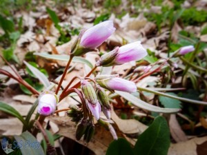 Spring Refusing to Come for the Spring Beauties