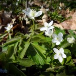 Wood Anemone