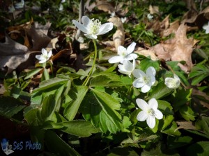 Wood Anemone