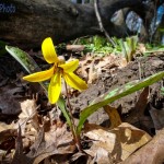 Lone Yellow Adder's Tongue