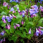 Colorful Virginia Bluebells