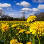 Pretty in Yellow