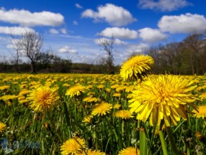 Pretty in Yellow