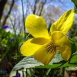 Downy Yellow Violet