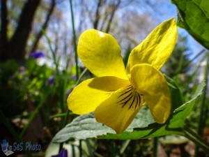 Downy Yellow Violet