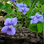 Woodsy Wood Violets