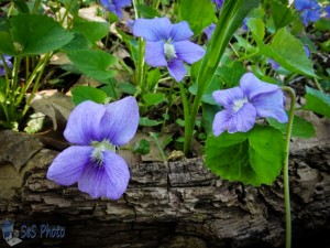 Woodsy Wood Violets