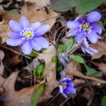 Sharp-lobed Hepatica