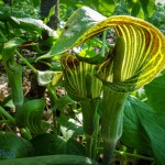 The Odd Jack-in-the-Pulpit