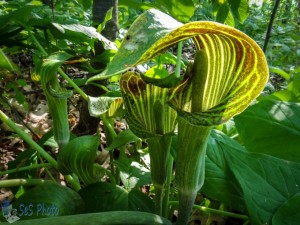 The Odd Jack-in-the-Pulpit