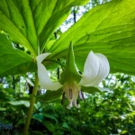 Nodding Trillium