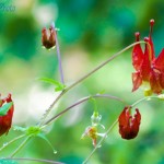 Wild Columbine