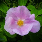 Wild Rose Blooming