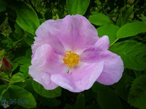 Wild Rose Blooming