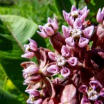 Milkweed Blossom