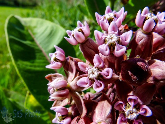 Milkweed Blossom