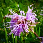 Wild Bergamot