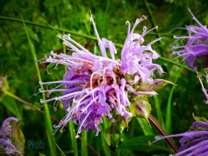 Wild Bergamot