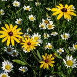 Daisies and Black-eyed Susans