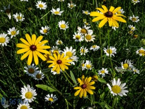 Daisies and Black-eyed Susans