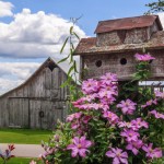 Climbing Pink Clematis