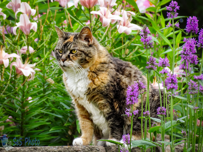 Flower Guard