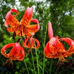 Michigan Lily