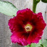 Hollyhock