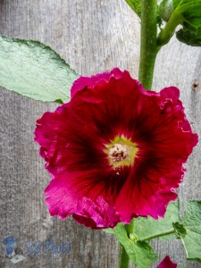 Hollyhock