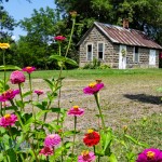 Zinnias and Milkhouse