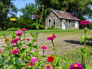 Zinnias and Milkhouse