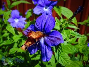 Hummingbird Clearwing