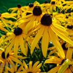 Sunny Susans