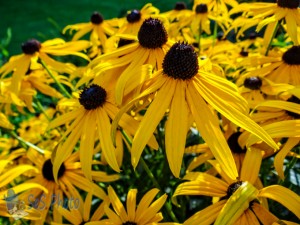 Sunny Susans