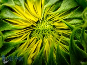 Creepy Sunflower