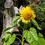 Wayward Sunflower