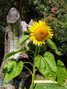 Wayward Sunflower