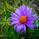 Misty Aster