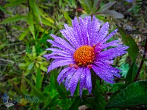 Misty Aster