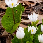 Waiting for the Bloodroot