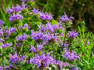 Purple Color in the Road Ditches