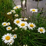 Summertime Daisies