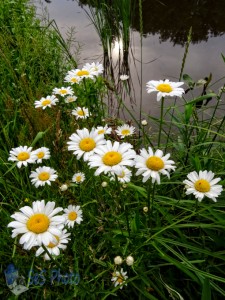 Summertime Daisies