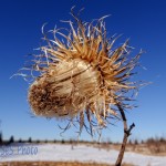 Dry Bull Thistle Blossom