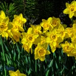 Daffodils Dancing